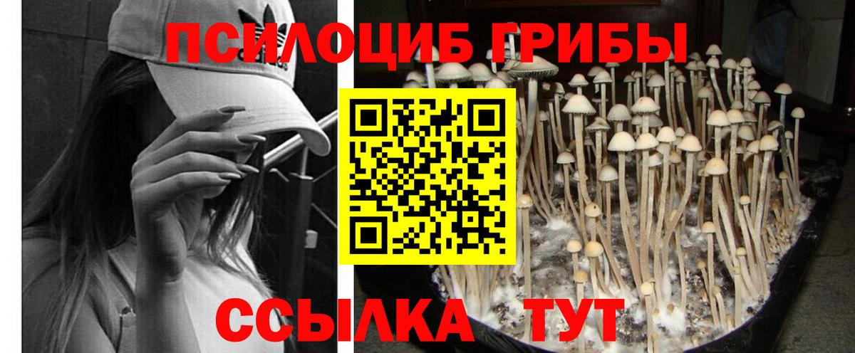 Ковров  Галлюциногенные грибы Psilocybe  Вход с VPN 